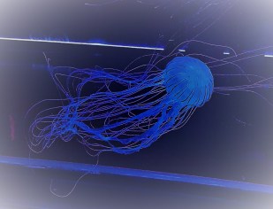 meduza